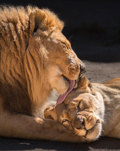 Пара львов в зоопарке Лос-Анджелеса
