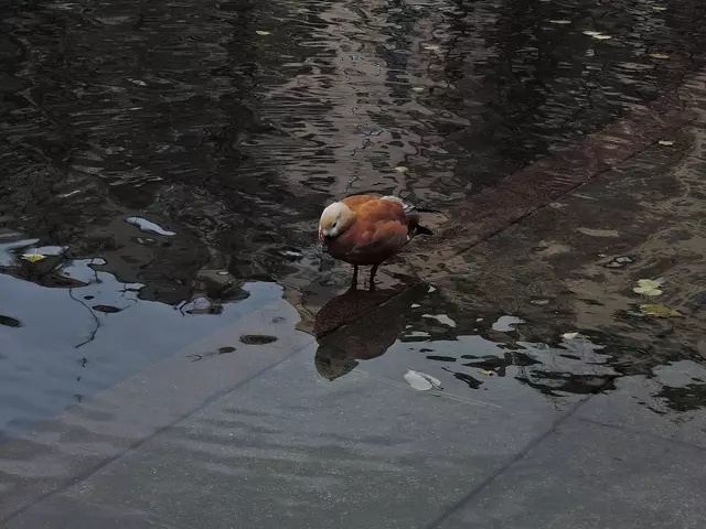 Вода. На полу и в мыслях.