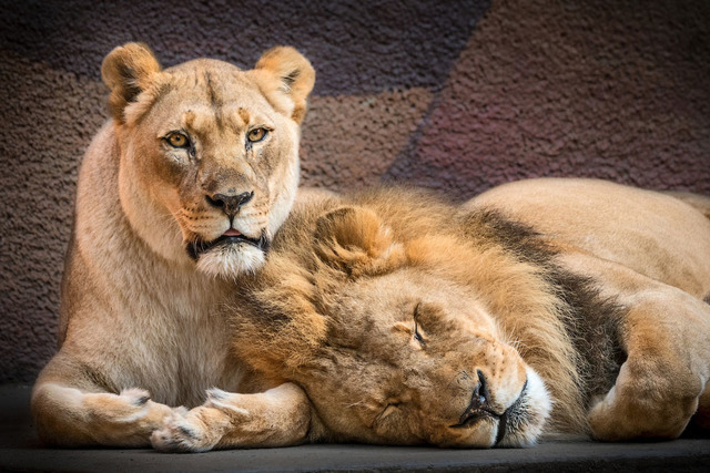 Пара львов в зоопарке Лос-Анджелеса