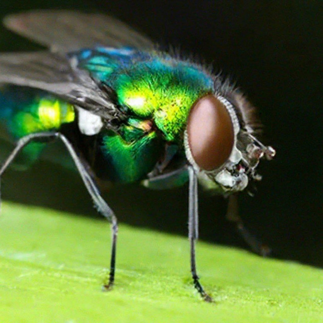 Зеленая муха. Нейросеть Шедеврум.