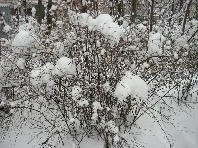 снежноягодник зимой