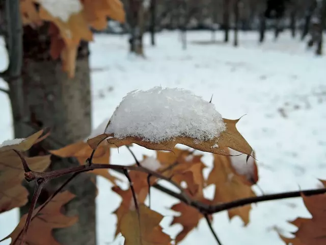 Снег на жухлом листе