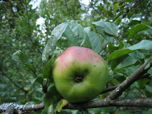 Яблоня непонятного сорта