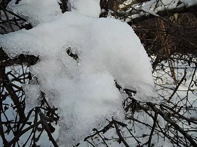 Последствия ледяного дождя