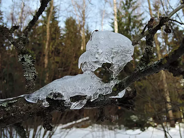 Последствия ледяного дождя