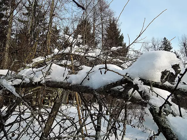 Последствия ледяного дождя