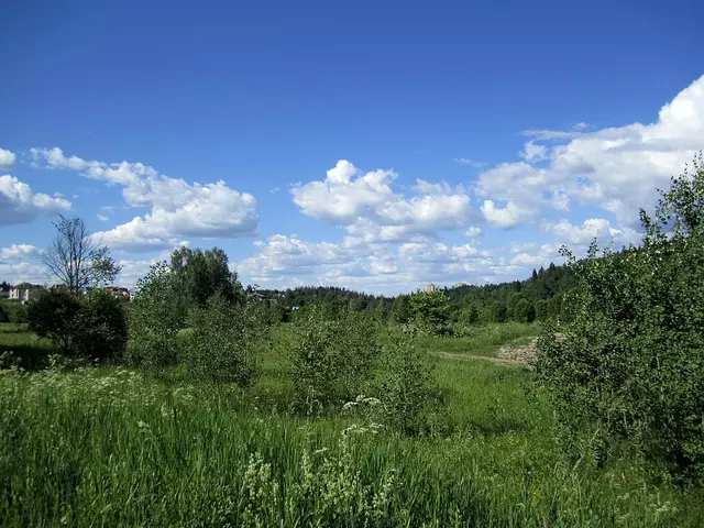 Лето 2014. Подмосковье.