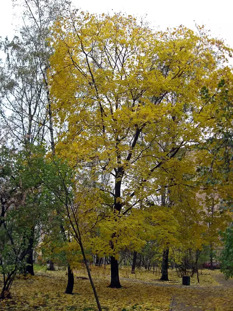 Сквер Арбатец на Соколе