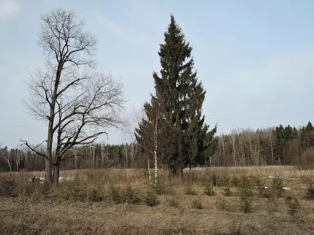 Конец марта - 2015. Подмосковье.