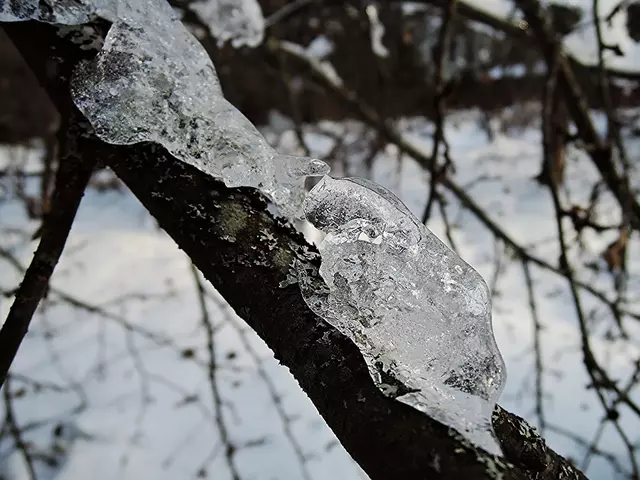 Последствия ледяного дождя