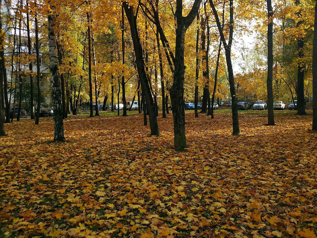Золотая осень Гольяново