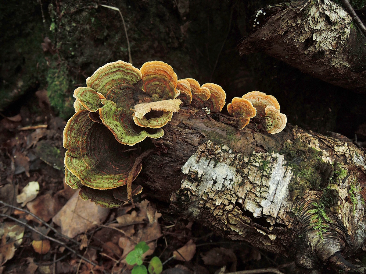 Трутовики размножение. Трутовик Траметес. Траметес разноцветный (trametes versicolor). Многоцветный трутовик. Трутовик трехцветный.